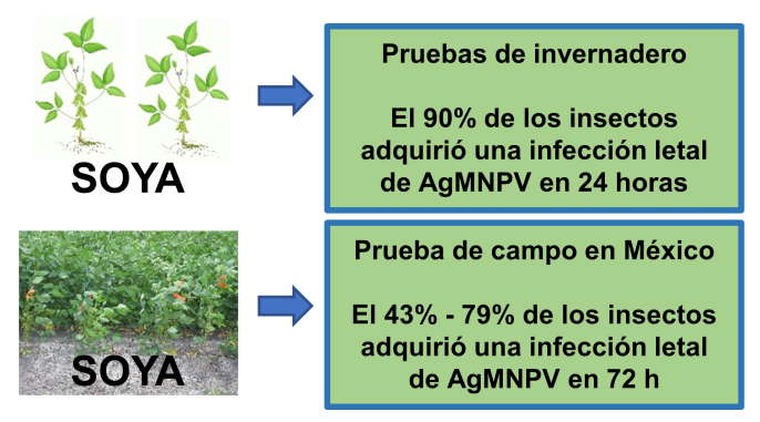 Adquisicin de infeccin de nucleopoliedrovirus en Anticarsia gemmatalis
