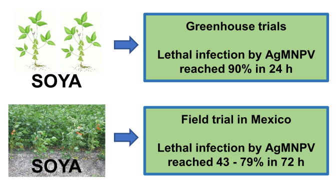 Acquisition of lethal AgMNPV infection in soya