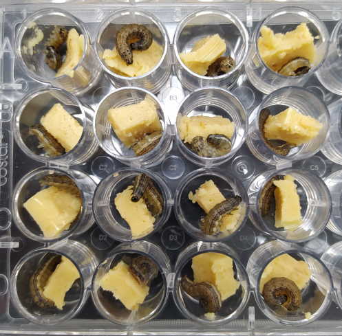 Bioensayo con larvas de Spodoptera frugiperda y dieta artificial