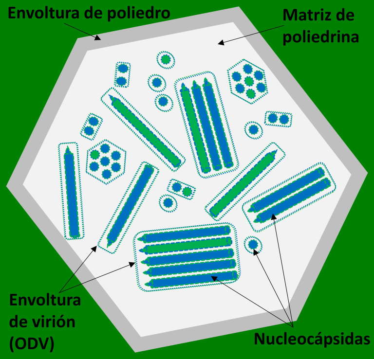 Esquema de cooclusin de variantes genotpicas de nucleopoliedrovirus