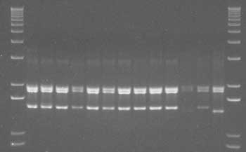 Restriction endonuclease polymorphism in Spodoptera frugiperda nucleopolyhedrovirus (SfMNPV, Baculoviridae) isolated from soil sampled in Mexico, Belize and Guatemala.