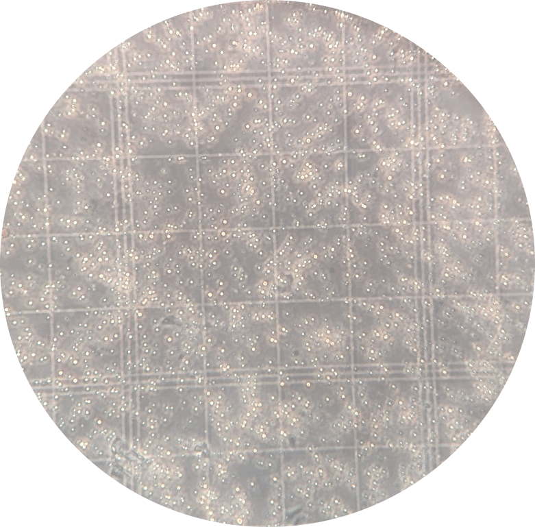 Counting occlusion bodies in a hemocytometer at x400 magnification