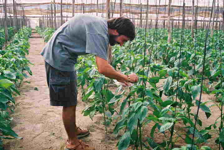 Muestreo de larvas de Spodoptera exigua tratadas con nucleopoliedrovirus